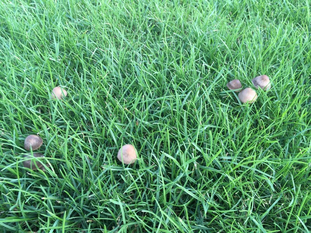 Paddestoelen — bij 'Grasziekten in uw gazon'