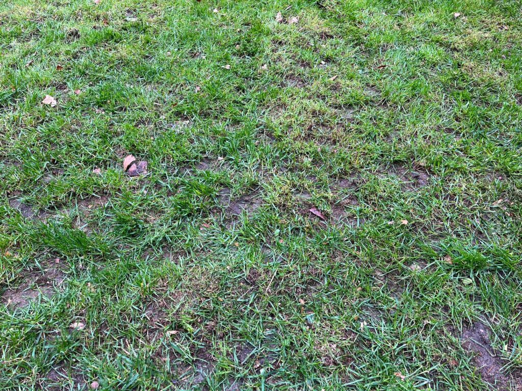 Gazon met paarden achtergrond