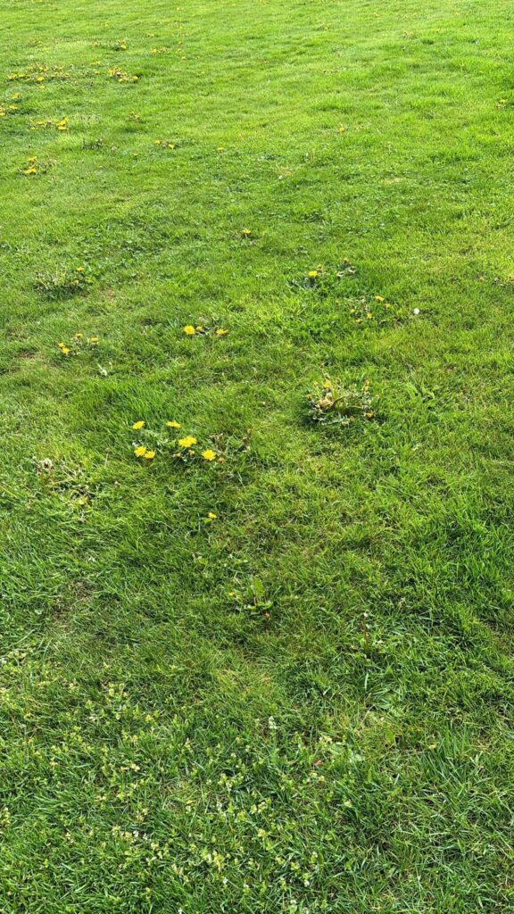 Paardenbloemen in gazon onkruid