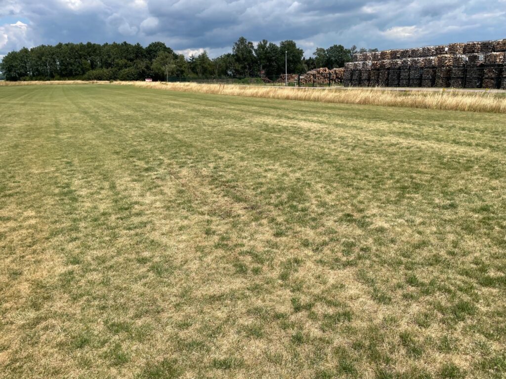 Vergeeld gazon door droogte