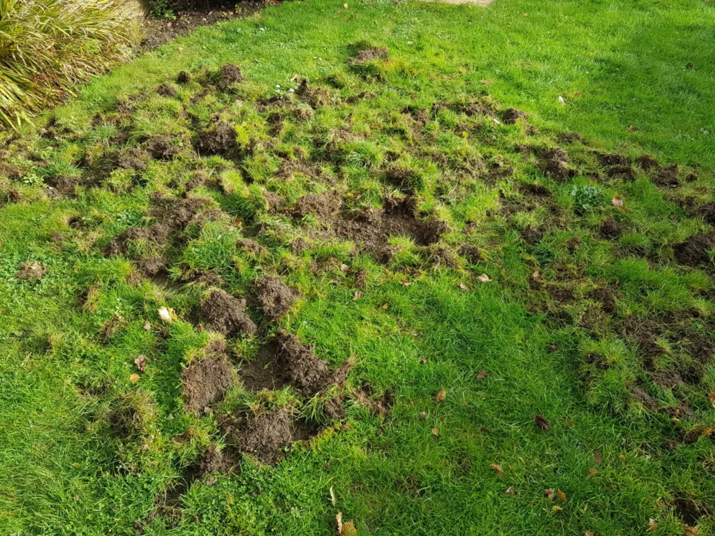Gazon dat is omgewoeld door vogels of mollen als gevolg van emelten of engerlingen in de grasmat.