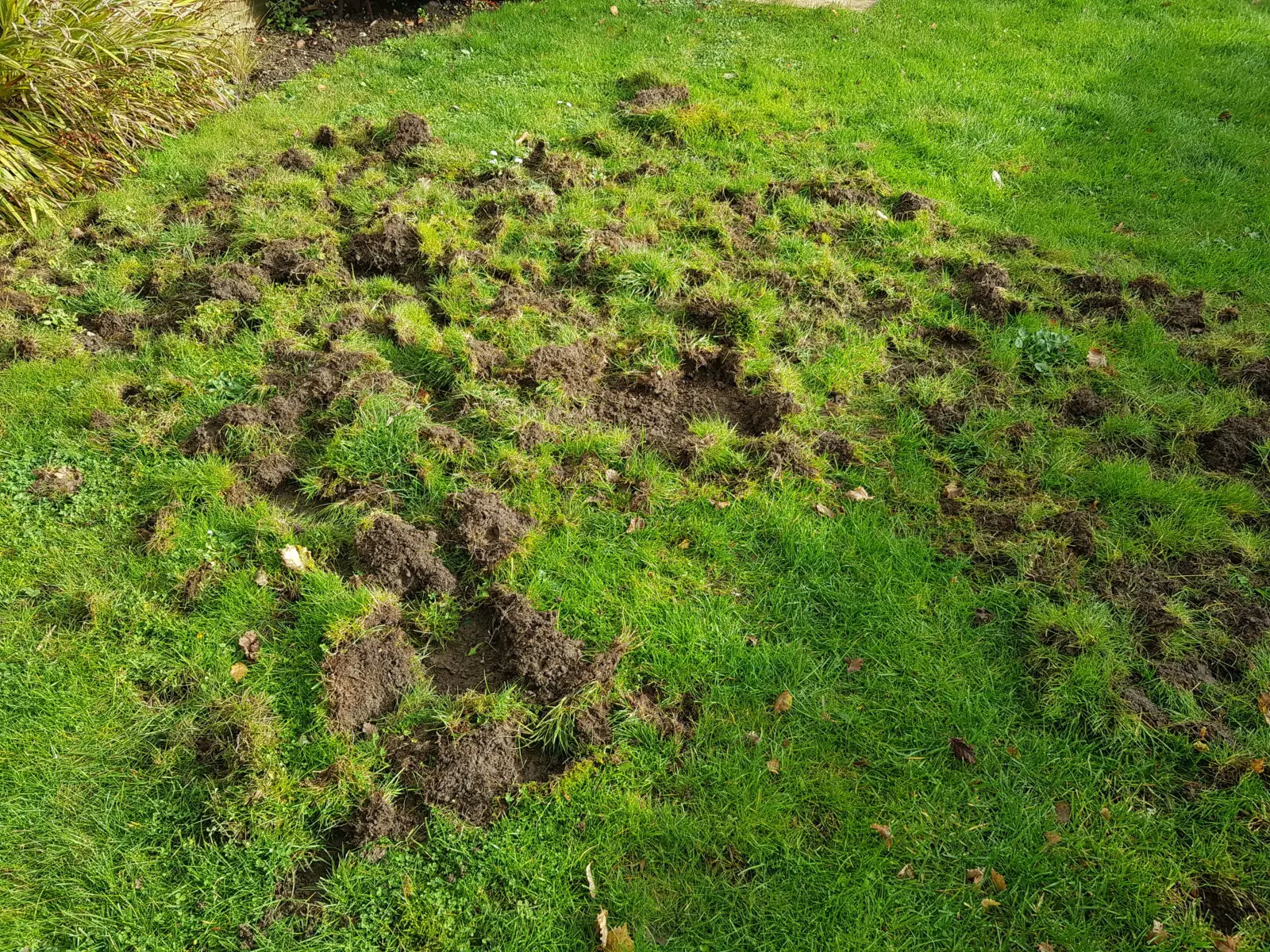 Gazon dat is omgewoeld door vogels of mollen als gevolg van emelten of engerlingen in de grasmat.