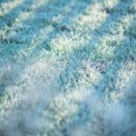 Gazon met rijp - grasmatten leggen in de winter