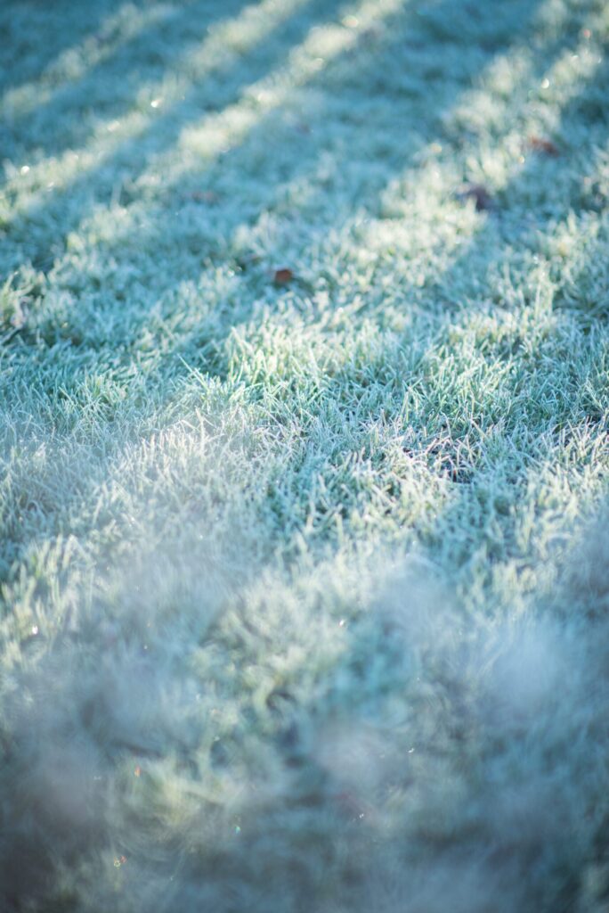 Gazon met rijp - grasmatten leggen in de winter