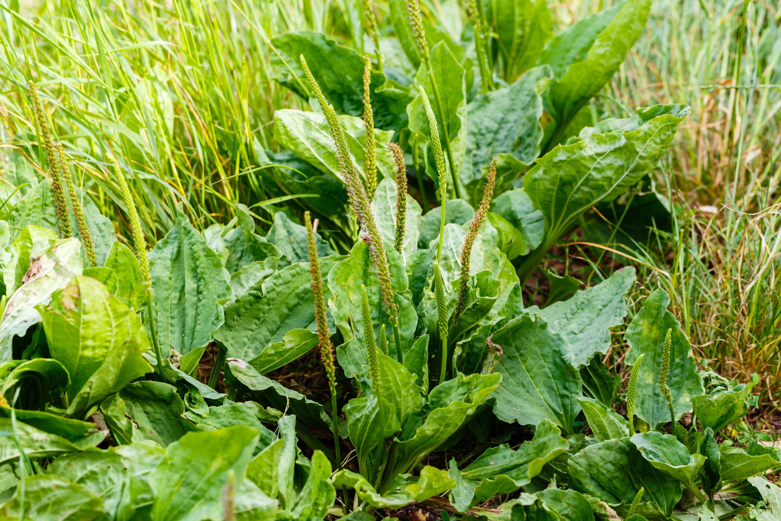 Plantain dans le gazon