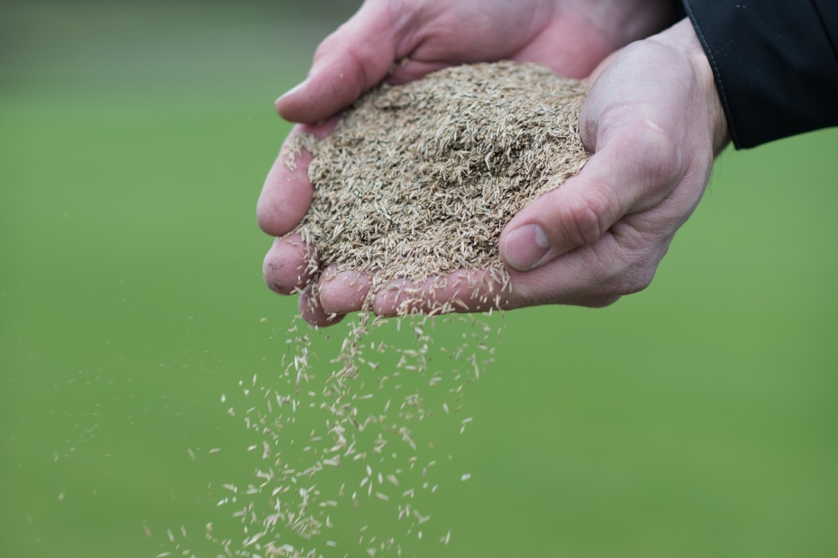 Handen met graszaad voor het inzaaien van een gazon